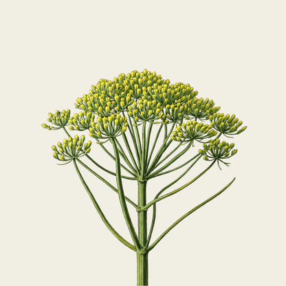curly hair combing cream Finocchio