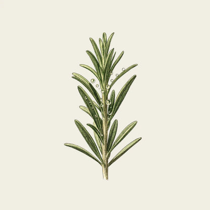 dandruffremedy-dryscalps 50 ml rosmarino