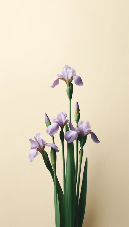 Next Day Cream Iris